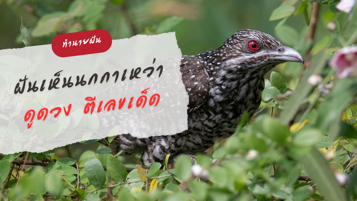 ฝันเห็นนกกาเหว่า