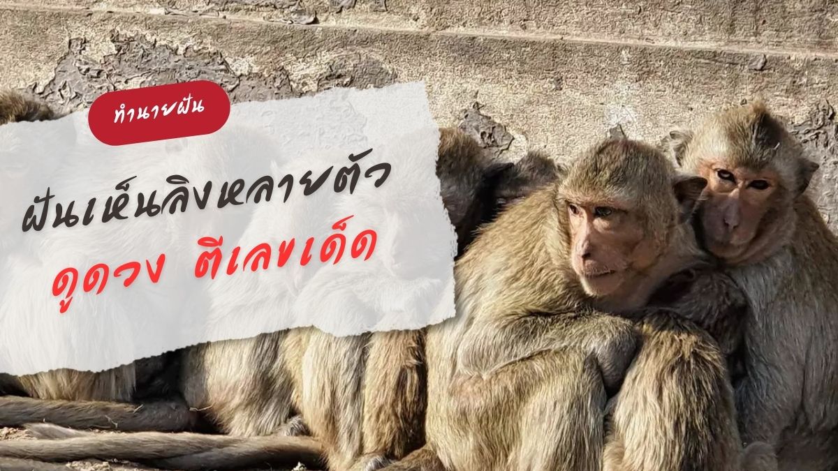 ฝันเห็นลิงหลายตัว
