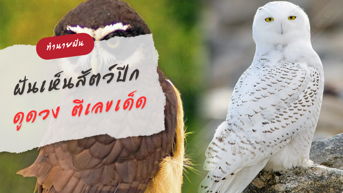 ฝันเห็นสัตว์ปีก