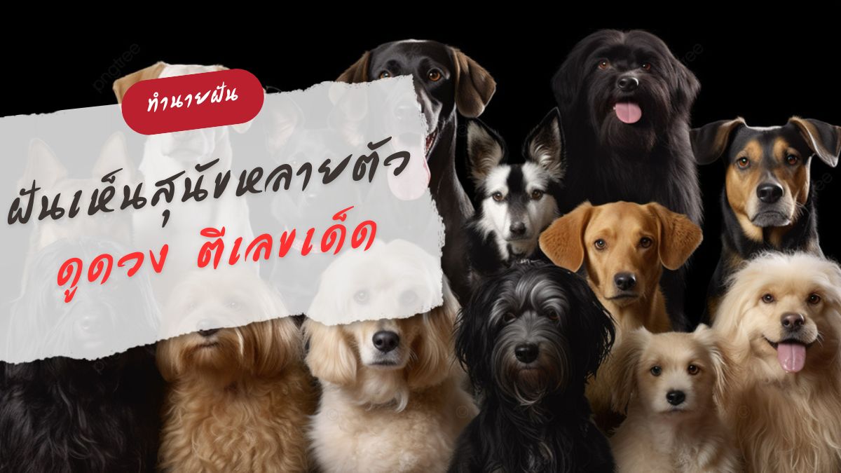 ฝันเห็นสุนัขหลายตัว