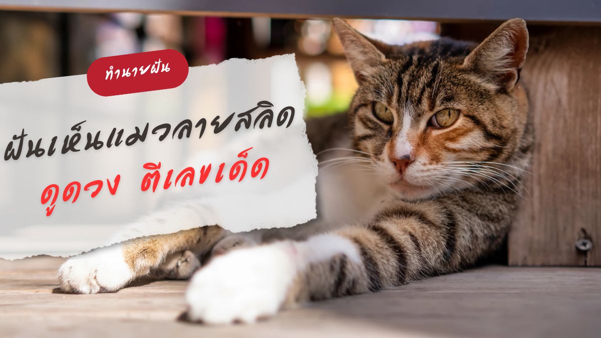 ฝันเห็นแมวลายสลิด