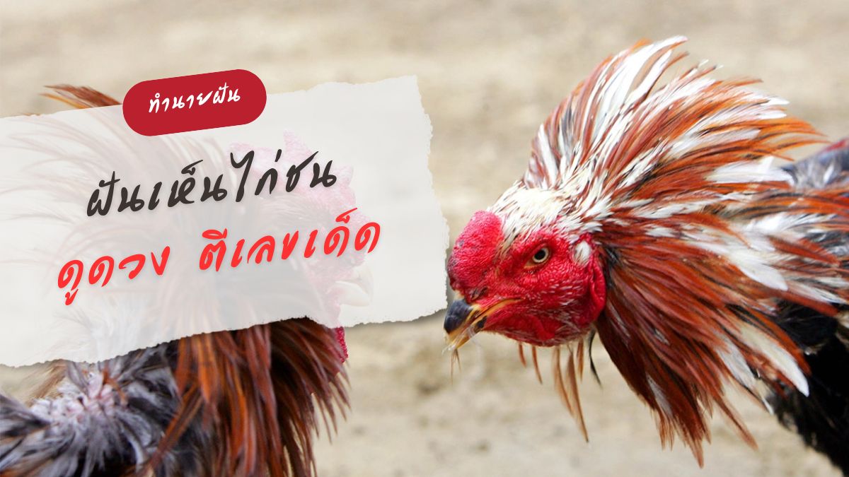 ฝันเห็นไก่ชน
