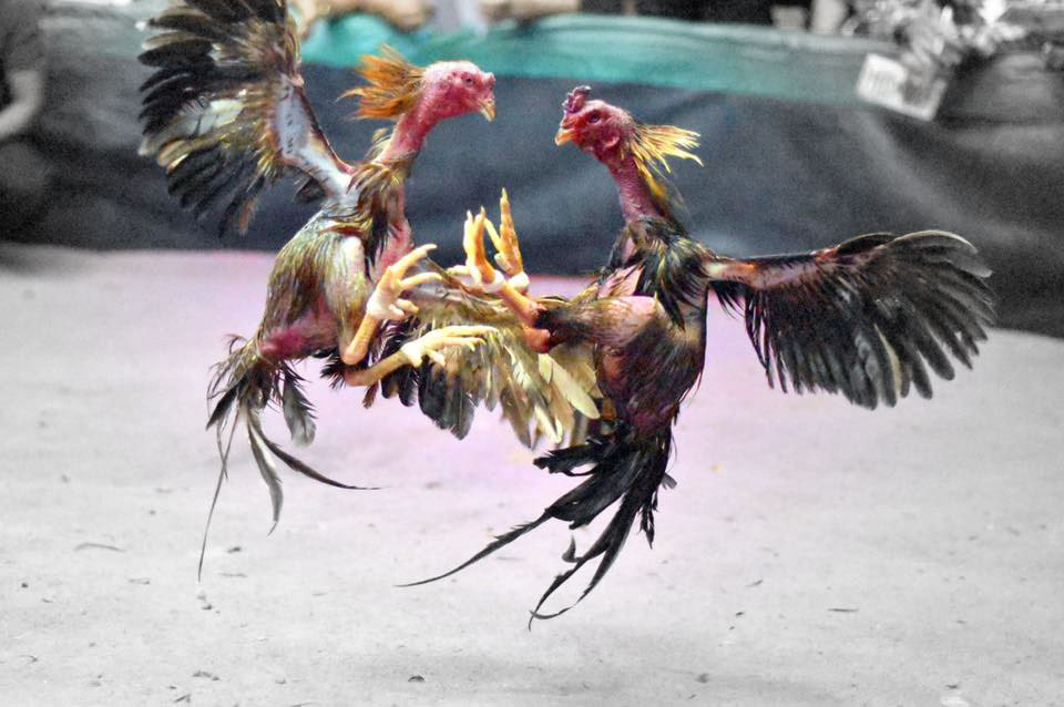 ไก่ชน
