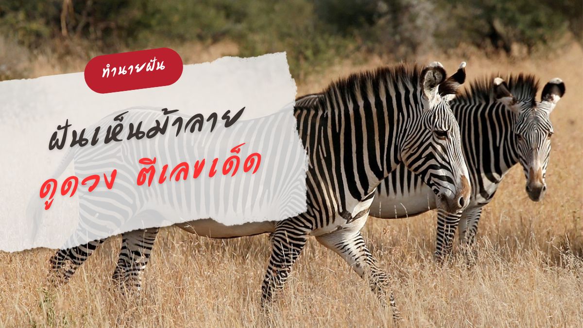 ฝันเห็นม้าลาย