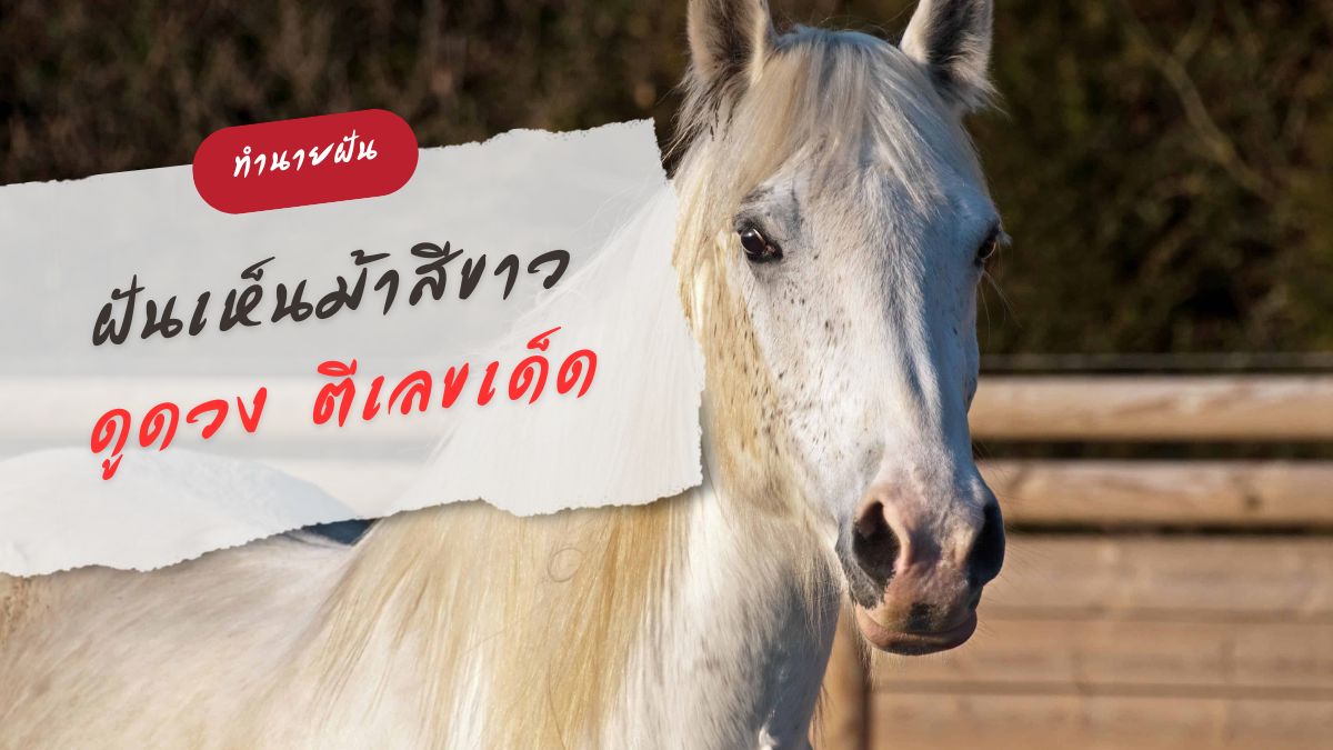 ฝันเห็นม้าสีขาว